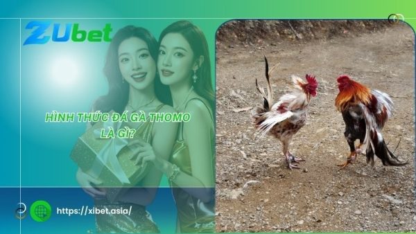 Hình thức đá gà Thomo là gì?