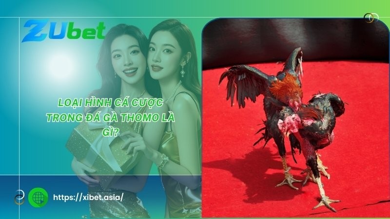 Loại hình cá cược trong đá gà Thomo là gì? Loại hình cá cược trong đá gà Thomo là gì?